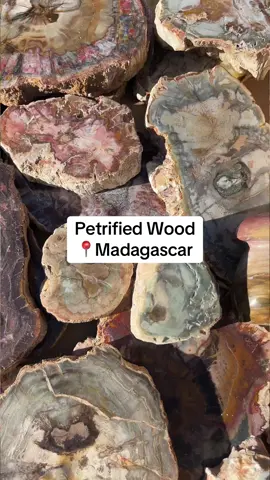 So many awesome Denver finds! #crystalcommunity #petrifiedwood #gemshow #crystaltok 
