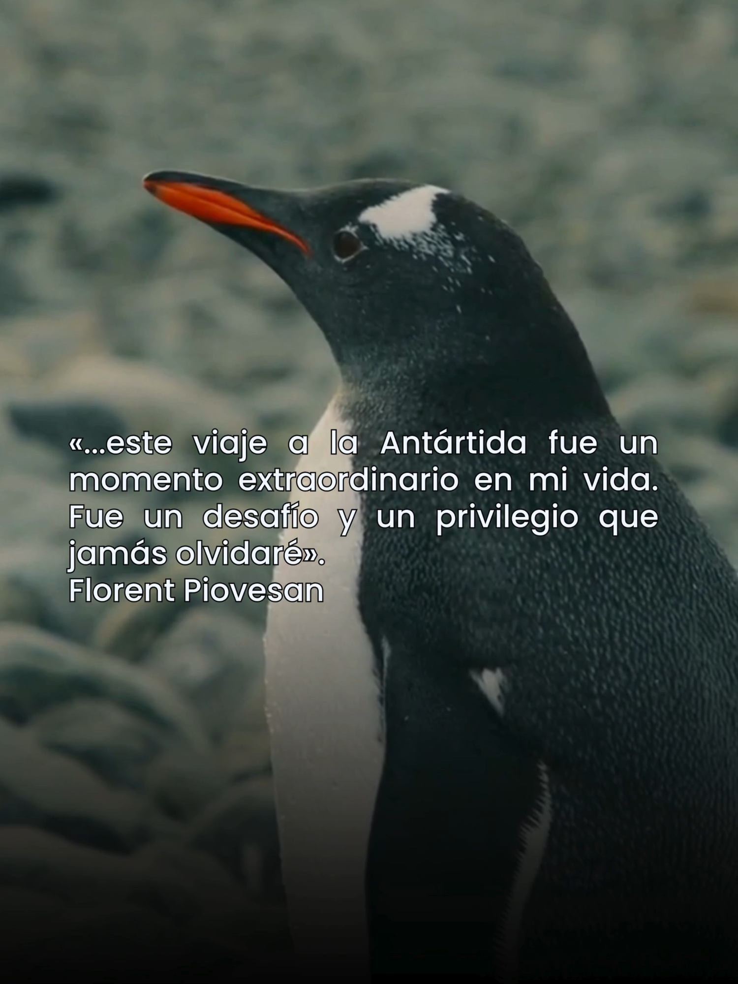 🎥 La Blackmagic Pocket Cinema Camera 6K conquistó la Antártida 🌍❄️.  Florent Piovesan filmó su proyecto 