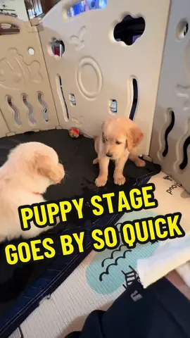 Why does the puppy stage go by so quick? Our pups are almost 5 months old. :0. Newer videos of Luffy & Luigi soon :) #goldenretrievers #puppytiktok #goldenretrieverpuppy #goldensfordays #goldensfordays #puppydluffy #puppytok #puppyplaytime 