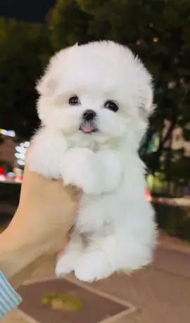 Amazing lovely tiny maltese with very short nose and big eyes!!! #maltese #maltesedog #malteseoftiktok #teacuppuppies #viral #viralvideo #viraltiktok #viral_video #trending #trend #trendingvideo #trendingsong #cute #think #question #dog #puppy #baby #wow #omg #usa #usa_tiktok #usa🇺🇸 #worldwide #tiktok #fyp #fypviral 