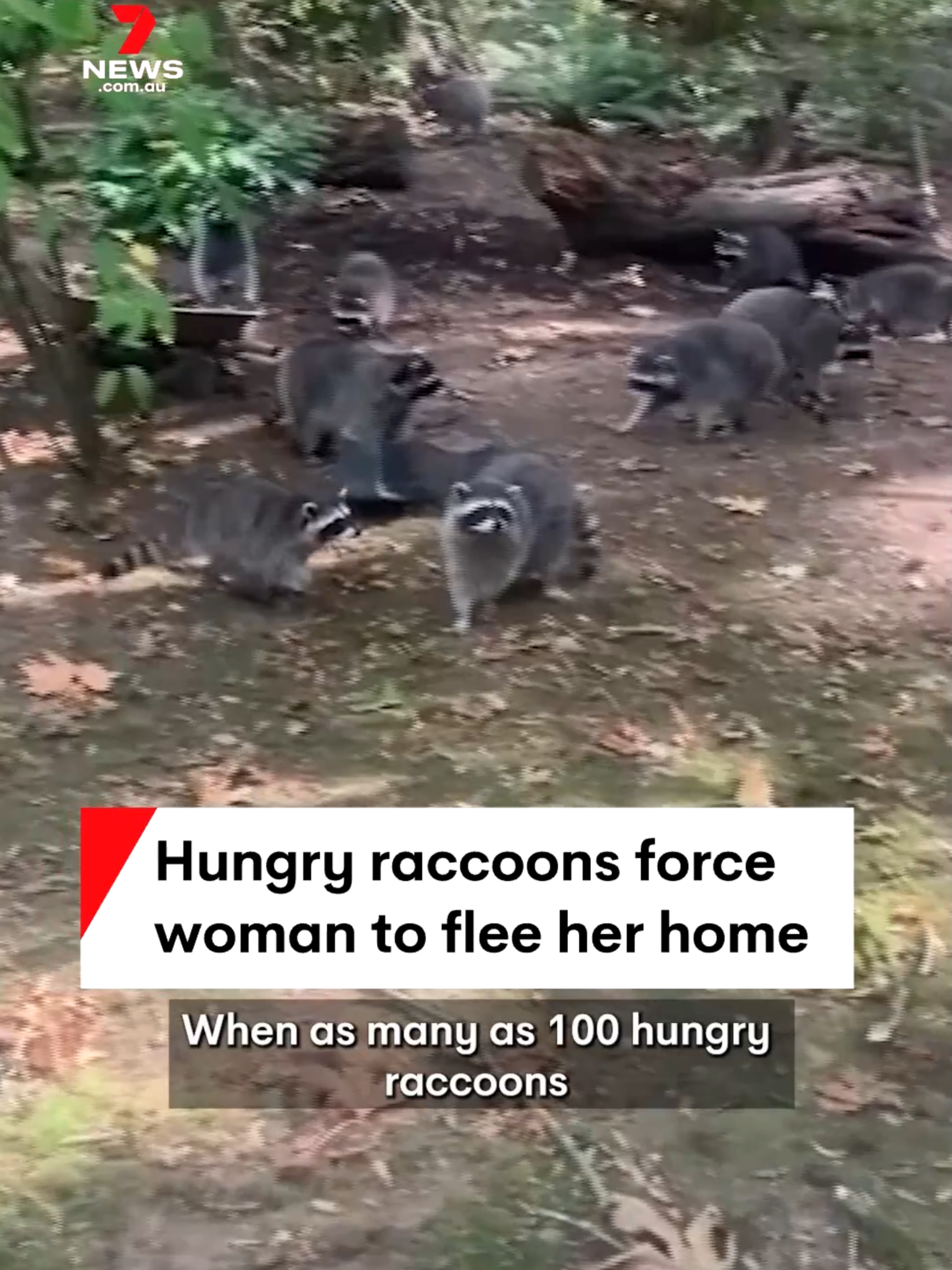 An American woman has called police, when as many as 100 hungry raccoons suddenly descended on her home. When they began behaving aggressively, she fled the property, northwest of Seattle. #raccoon #wildlife #pestcontrol #seattle #hungry #police #wildliferescue #7NEWS