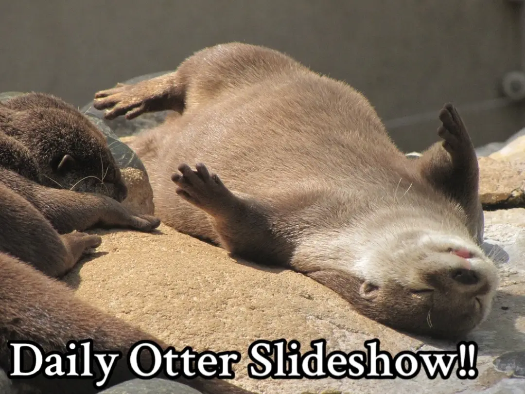 #otter #cute #animalsoftiktok 