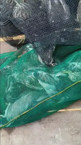 chào bà con