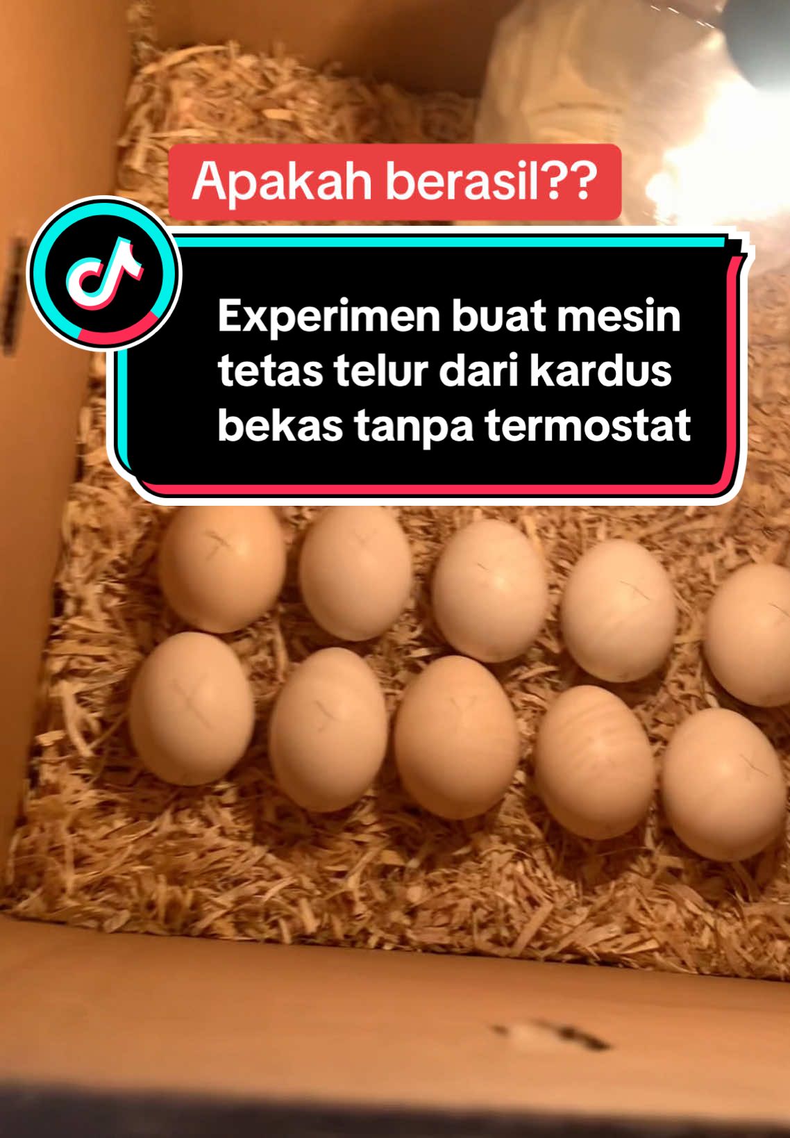 Apakah bisa menetas??experimen membuat mesin tetas telur ayam tanpa termostat hanya mengguankan 1 lampu 5 watt#astawafarm #viraltiktok #fyp #ayambali #peternakayam #CapCut