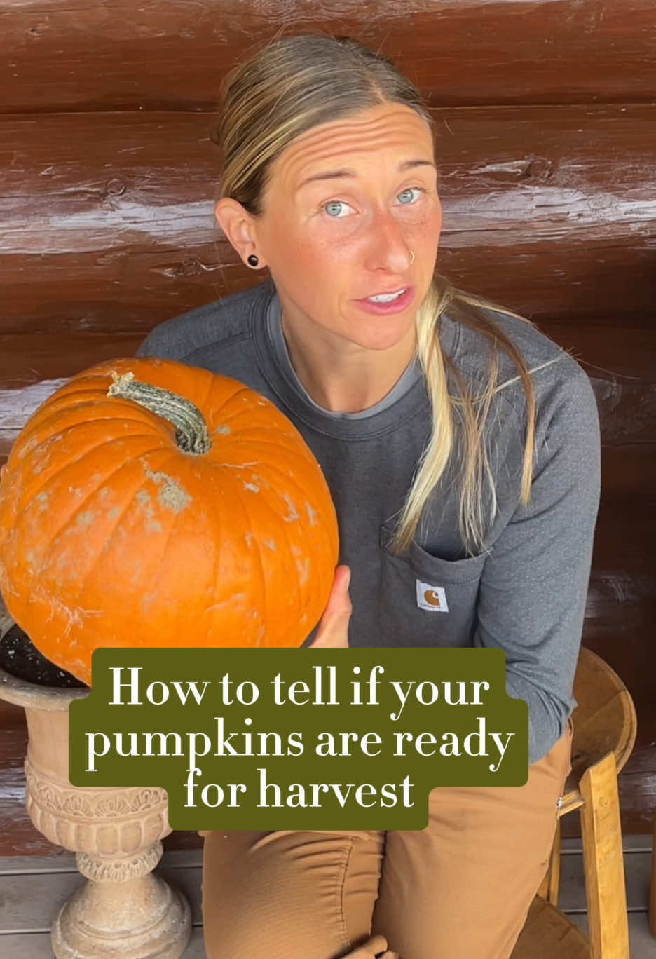 How to tell if your pumpkins are ready for harvest! #harvest #pumpkins #pumpkinseason #gardening #garden