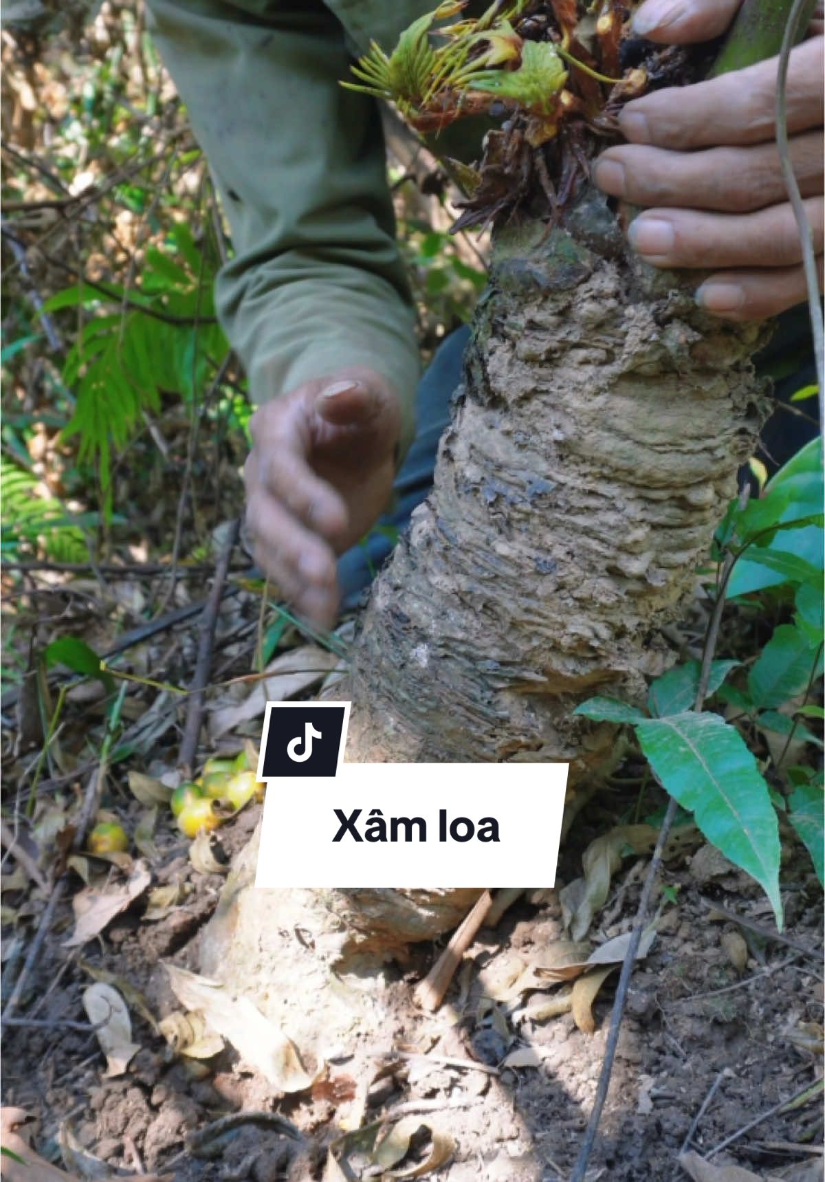 Phần 143 : củ xâm loa #thaoduoc #chusuthaoduocdongbac 