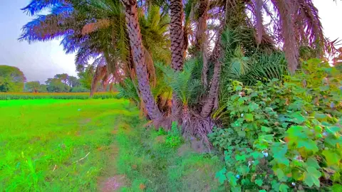 #پنڈاں_والے #foryou #viral #viralvideo ##foryoupage #fpy_tiktok_viral 