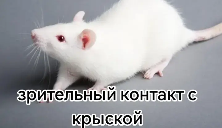 #пхпхпх#крыска#