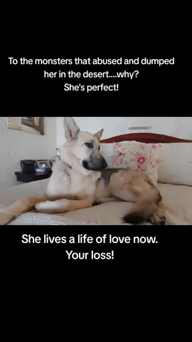 They better hope we never find them... #dog #pets #animals #fyp #followtrain #bigdogs #adoptadog #rescueadog #germanshepherd #dogs #pitties #malinois #dogtrainingwithoutabuse #stopdogabuse #justicefordogs #rescuedog #fosterdog #dogforeverhome #cutedog #funnydog #puppy #STEMgirl #MathHobby #physics #quauntumphysics #GenXmom #GenXcouple #GenXdogmom #stephenkingfan #AFF #afffamily #stephenkingbooks #stephenKingFirstEditions #rareStephenKingBooks #CMLlife #Leukemiawarrior #liveagoodlife #cancerlife #germansgeperdsoftiktok #sillydogs @stella_bella_dog 