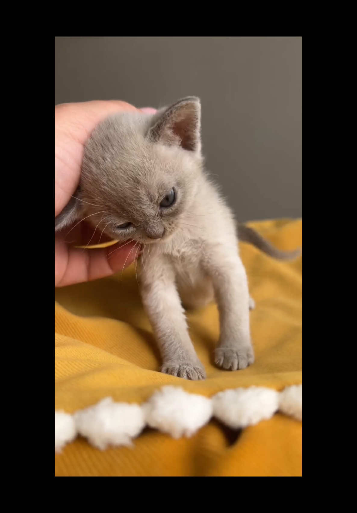 How can they be so Cuteeee 😭🥰🐈❤️ #kitten #cats #meow #catdaily #fyp #fy #cute #cattok #catslovers #adorable 