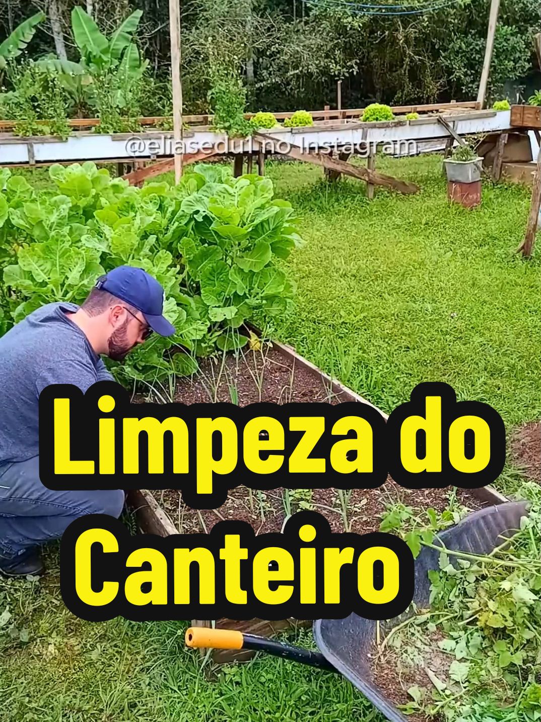 Vlog da Horta - Episódio 64 #horta #hortaorganica #hortasimples #canteiro 