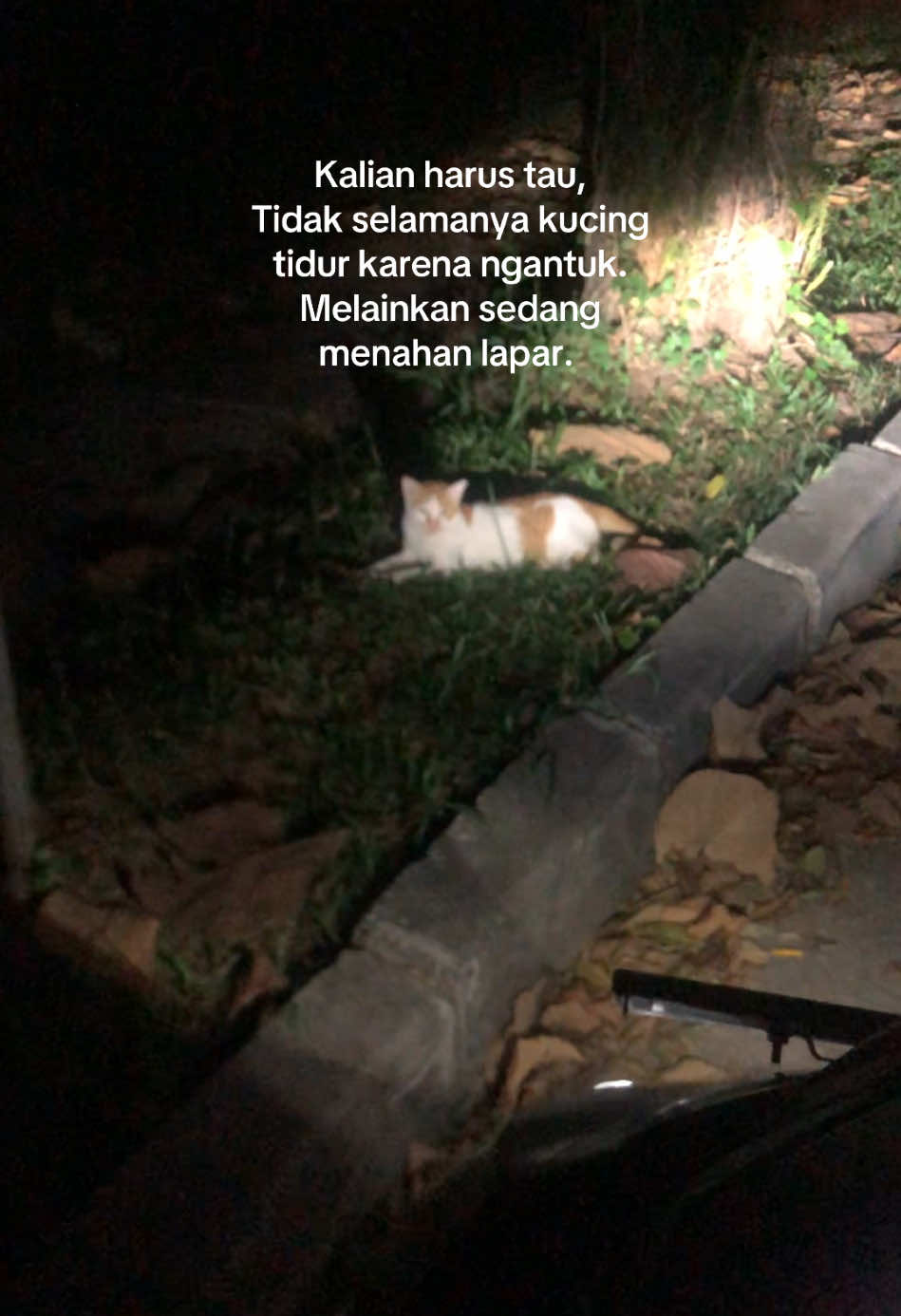 Berbagi kepada mereka, tidak membuat kita miskin. Jangan lupa berbagi utk kucing jalanan ya✨ #streetfeeding #straycats 