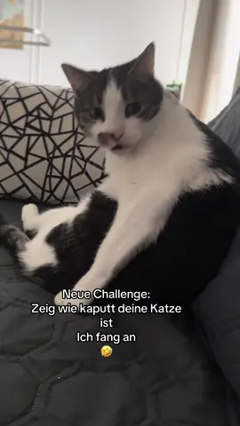 #tommy_derkater #cats #catsoftiktok #catslovers #catsvideo #catstagram #catsmoves #cat #katze #katzen #katzenvideos #katzenliebe #katzenauftiktok #funnycats #funny #funnyvideo #funnymoments #funnytiktok #fy #fypシ #fypシ゚viral #fypage #fyppppppppppppppppppppppp #vira #viralvideo #viralvideo #viraltiktok #virall #viral_video #viralvideosofficial  #ideen #instergram #booster #fürDich 