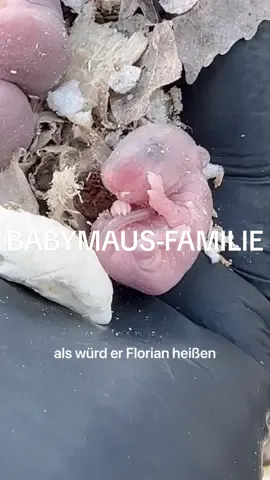 ihr Nest wurde versehentlich zerstört, dadurch ist ihre Mama geflohen. Wir beobachten sie nun auf Abstand und hoffen, dass sie ihre Säugline in ein neues Nest trägt 🖤 das ist ihre einzige Chance hier. @Notpfote #AnimalRescue 