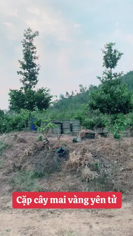 Cặp cây mai vàng yên tử tại vườn. Anh chị yêu cây mai vàng folow kênh em để xem nhiều cây mai đẹp ạ #maivangmienbac #maivang #maivangyentu 