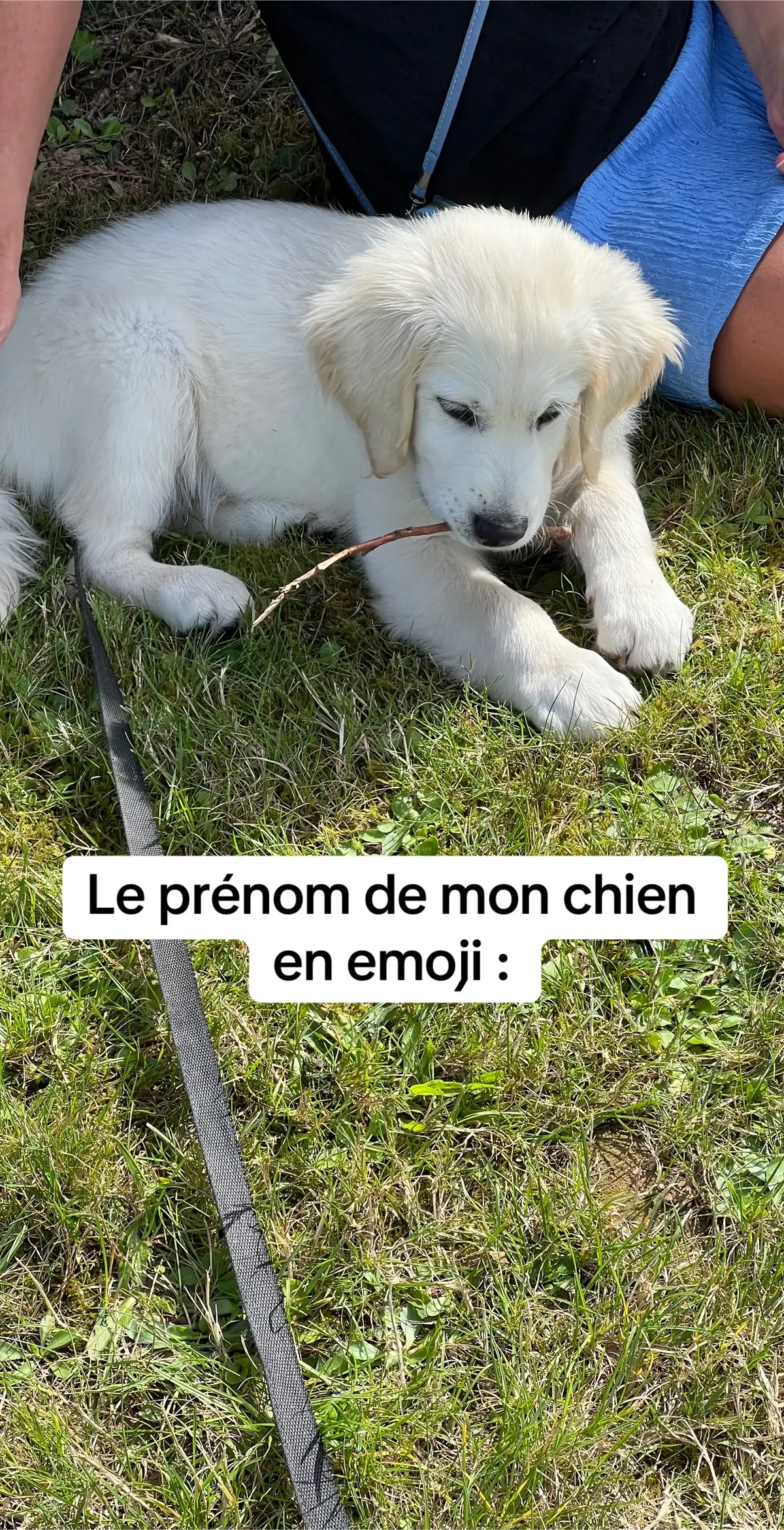 Alors vous avez trouvé ? #goldenretriever #chiot #fyp #prenom #emoji #dogmom #chien 