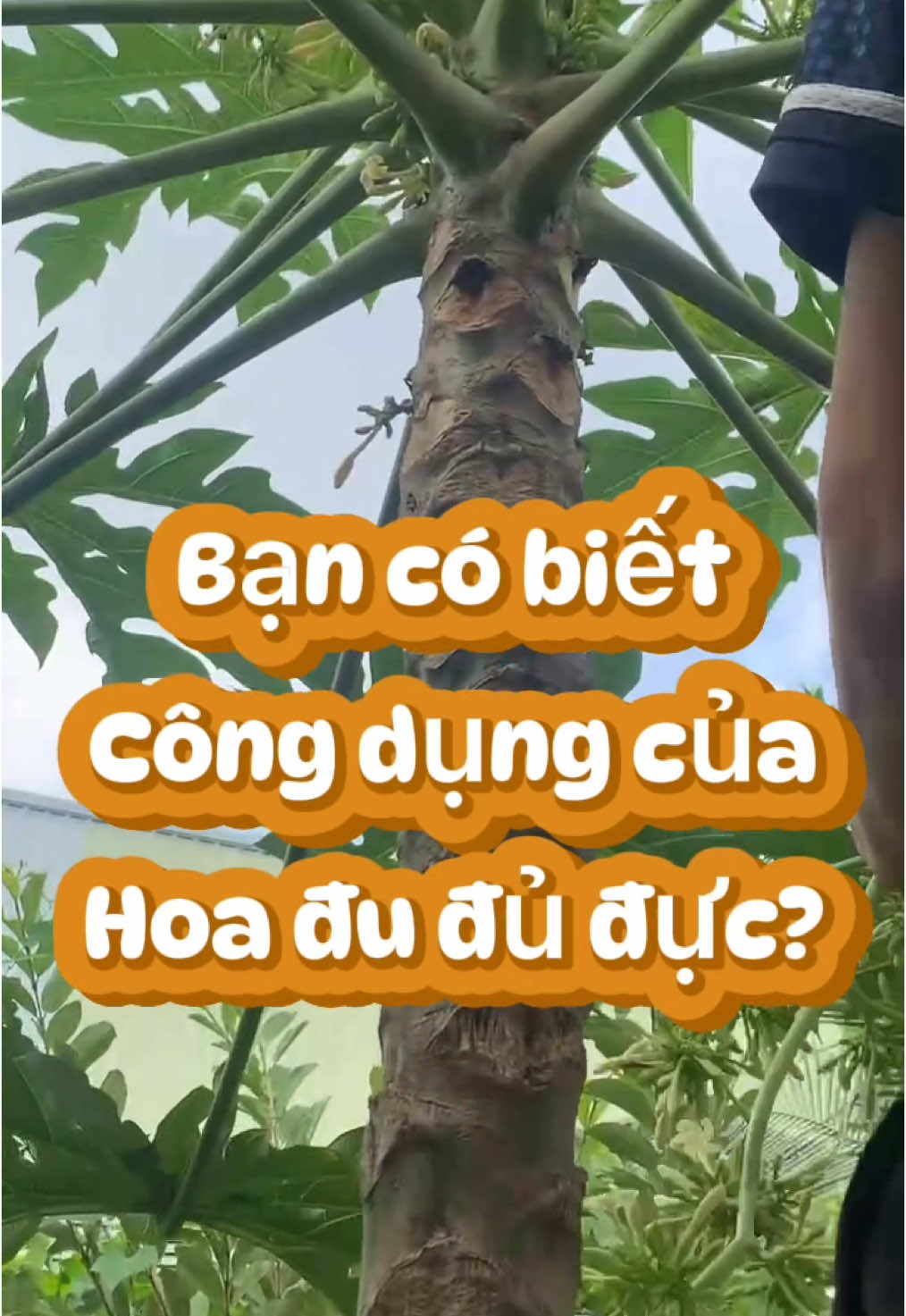 Bạn có biết các công dụng của hoa đu đủ đực? #hoadududuc #hoadududucngammatong 