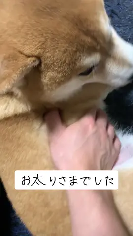 オヤツからできてる腹です#柴犬 #豆柴 #豆柴リブ #TikTokpresents #PR #ペットのいる暮らし #猫猫 