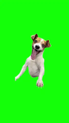 Laughing dog meme | Green Screen #laughingdogmeme #laughingdog #dogsoftiktok #greenscreenvideo #foru 