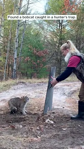 Rescue a trapped bocat and the lovely ending #animals #rescue #animalsoftiktok #rescueanimals #bobcat 