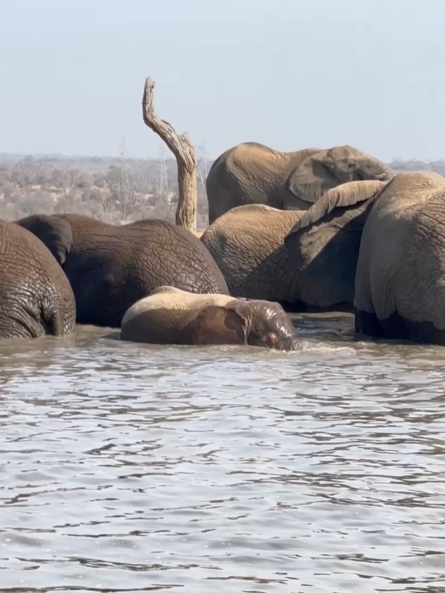 A splash of pink in the midday sun 💖 Khanyisa enjoys a midday swim, dunking herself under the water next to her family 🐘 This is one of the few waterholes in the reserve with water at the moment, thanks to pumps keeping it full. #everyelephantneedsaherd #africanwildlife #elephants