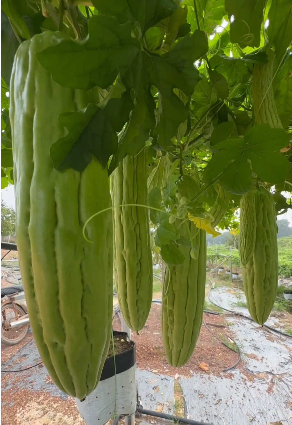 Peria Bamboo 751 #fertigationfarm #periafertigasi #fertigasigantung #bittergourd #harvesting 