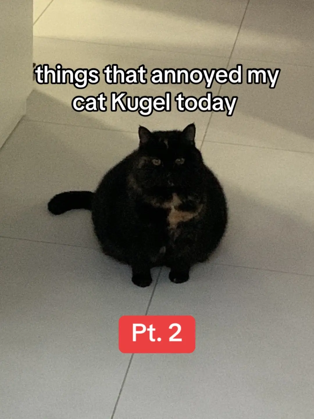 #dailykugel #kugelthecat #fyp #catsoftiktok #funny #annoyedcat #chunkycat #chunkycats #funnycat #funnycats #funnycatsoftiktok #catvideo #slideshow #thingsthatjustmakesense #cats #blackcats #automaticfeeder