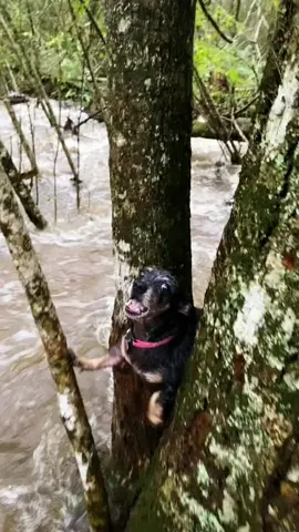 The dog panicked and called for help in the middle of the floodwater. Luckily for him, someone came to rescue him in time 🙏🙏🙏🙏🙏🙏🙏🙏🙏🙏🙏❤️❤️❤️❤️❤️❤️❤️❤️#rescue #rescueanimals #animals #animalsoftiktok #rescuedog #rescuepuppy #dog #dogsoftiktok #puppy #dogvideos 