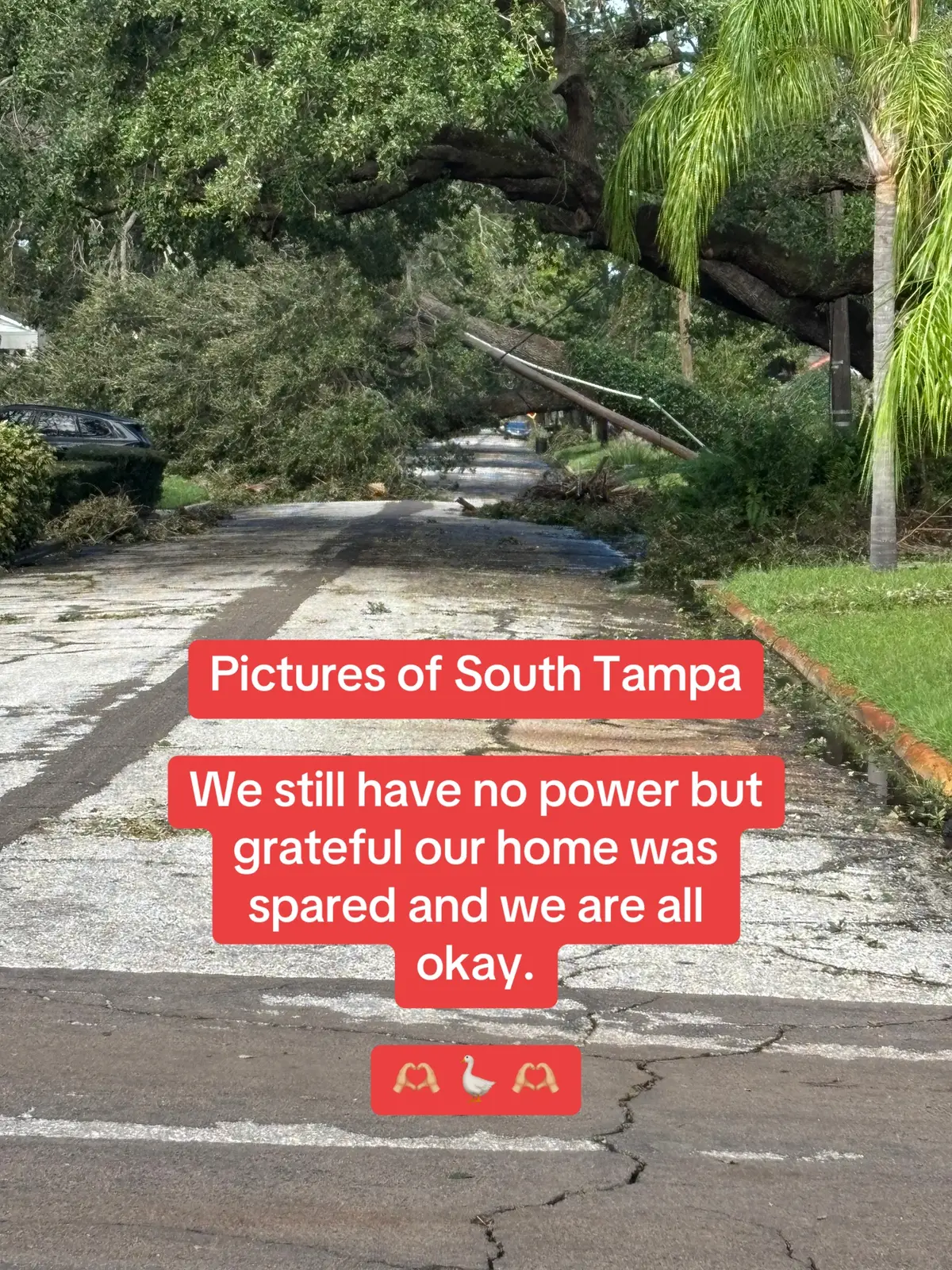 Pics from our neighbors - post Hurricane Milton (we still have not returned home). We are safe. Our home was spared. No power and trees down everywhere.  🪿Lydia for the win.🪿 #Milton #Hurricane #aftermath #tampa 