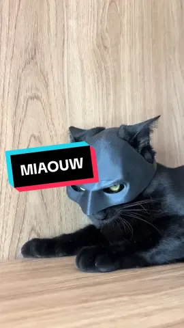 Miaou 🦇👺  #batcat #batman #trend #fyppp 