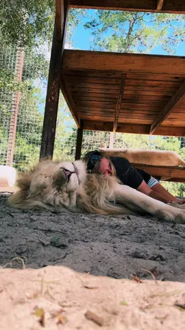 Much needed lion cuddles from Timba 🦁❤️ #NOTpets #lion #lions #whitelion #bigcat #bigcats #animal #animals #Love #amazing #cuddle #cuddles #cat #cats #fl #florida #fyp 