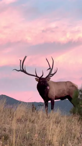 Cotton candy clouds and Split 5 keeping an eye on his ladies to start the day!  www.GoodBullGuided.com  #Photography #wildlife #nature #colorado #goodbull #elk #bullelk #sunrise #mountains #wildanimals 