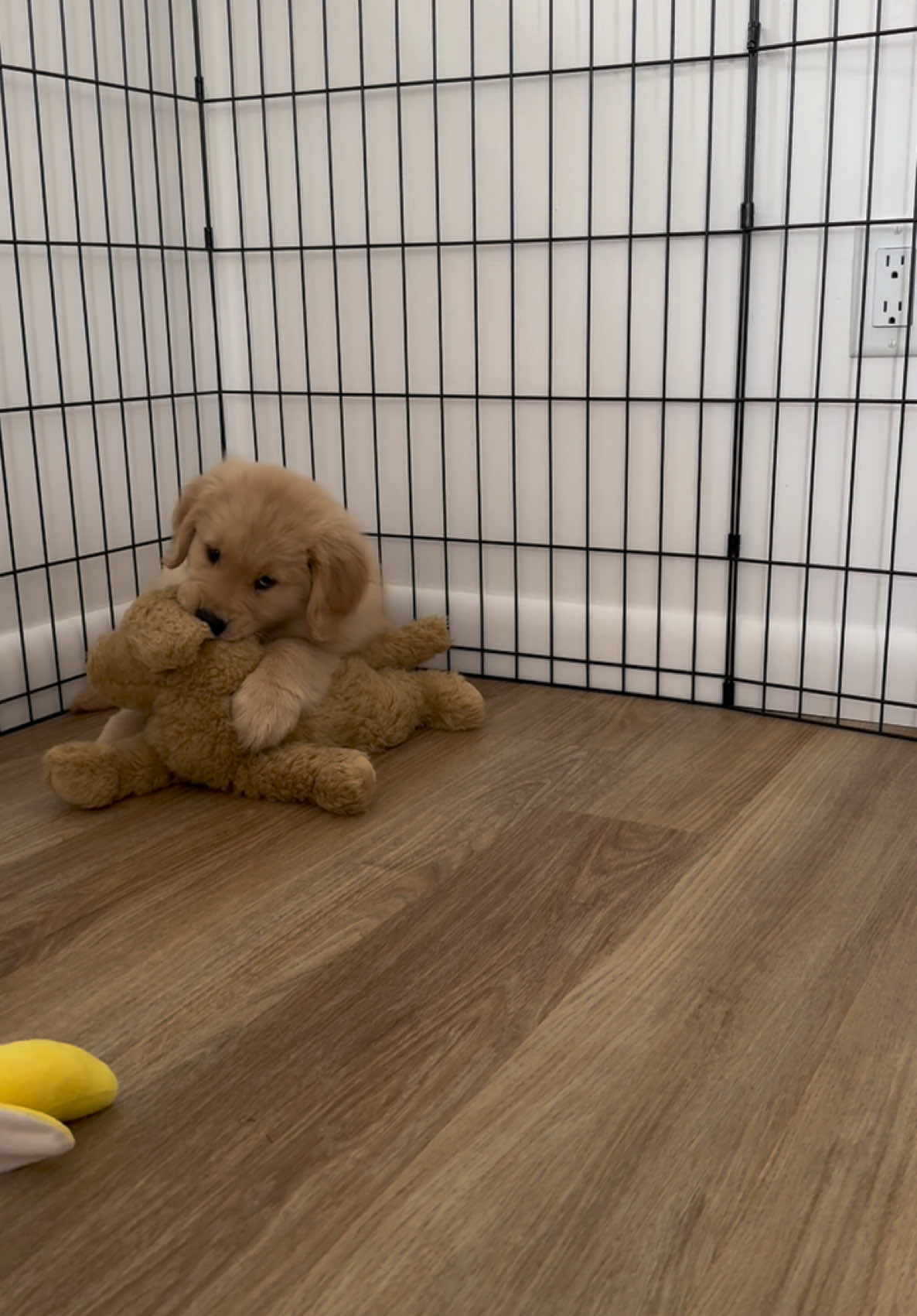 8 months later and this is the only plushie toy still standing #dogsoftiktok #dogtok #goldenretriever #capecod #capecoddog #puppy #goldenretrieverpuppy #puppytok 