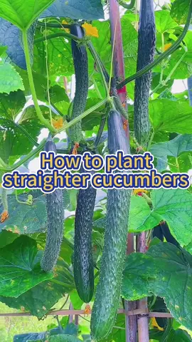 #garden #gardening #gardeningtips #gardening101 #planting #farming #cucumber #agriculture