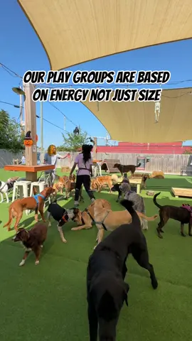 Matching play styles & energy levels! 🐶🙌 #doggydaycare #dogsoftiktok #fyp #dog #thebark  CREDIT: @winterparkpaws