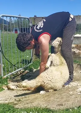 First lamb of the season 🐑 October is normally a bit early for lamb shearing around here, but there were a couple of big, early born lambs on this property that were ready for a trim. Usually around mid November I start to shear a few more lambs with their mother's and then January/February, I head back to farms where the lambs were too small in the spring for shearing.  I was pretty happy with how I shore this lamb considering I was using a thick comb for the mob as it was mostly big ewes(usually lambs need thinner combs to enter the wool as it's denser on the skin than ewes).  #shearing #wool #lamb #lambshearing #naturalfibers #sheep #satisfying #woolmonth #shearingiscaring #animalwelfare 