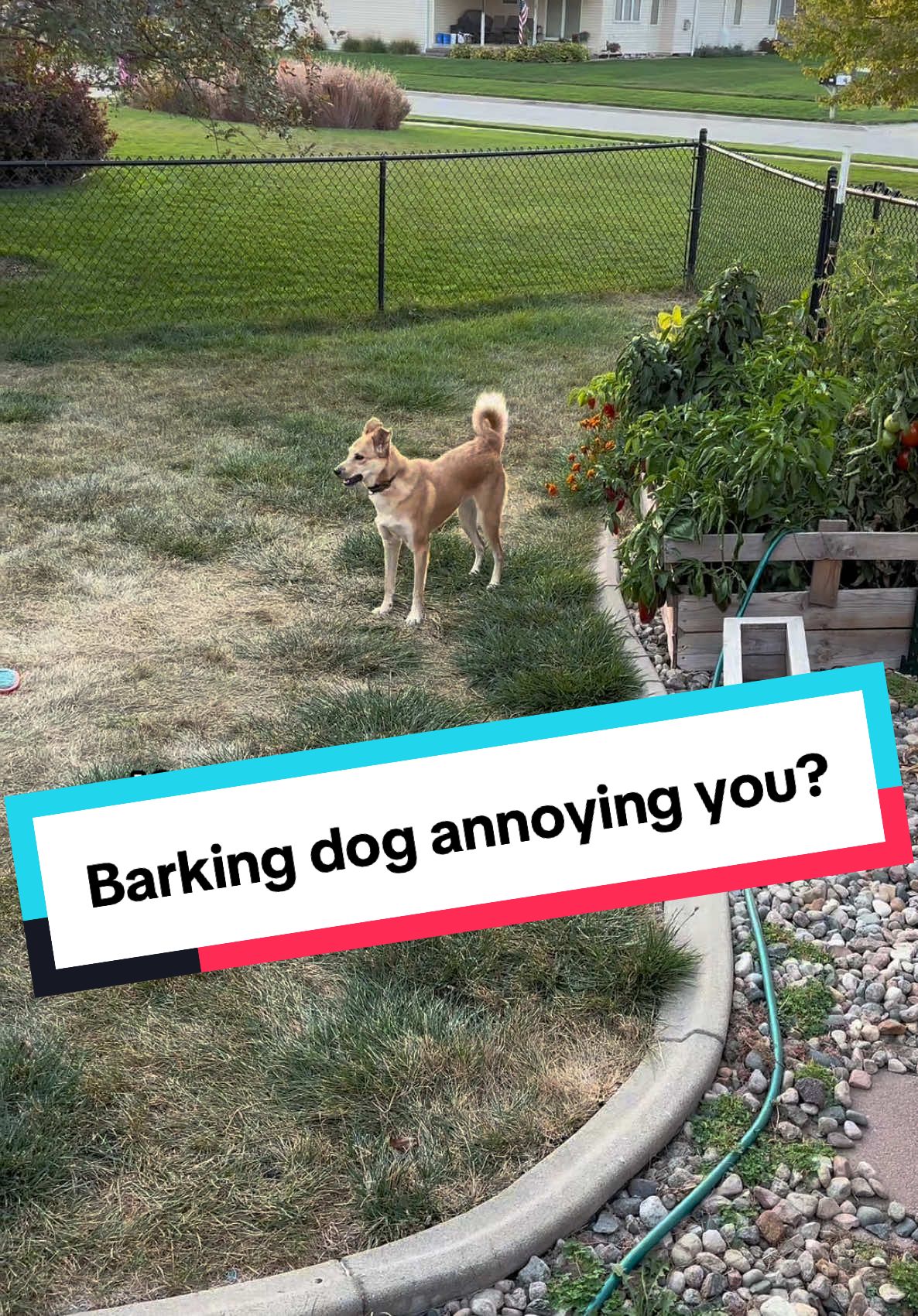 When Violet hears the ultrasonic noise, she stops and is redirected! How cool is that?! If you have a dog who loves to bark outside at cats or neighbors, won’t stop barking inside or need a behavior training tool, this is great.  Free shipping and only $19.99 right now.  Click the yellow shopping cart to grab one 🐶  #npspetsusa #DogTraining #dogtrainingtips #dogtrainingtricks #barkingdog #pettraining #rescuedogs #mixedbreeddog #dogbarking #antibarkdevice #dogproblems 