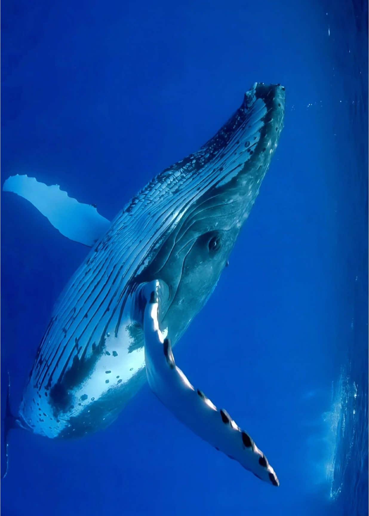 Humpback Whales 🐳🌊 #ocean #sea #underthesea #blue #whale #humpbackwhales #blueaesthetic #nature #calm #calming #whales #fy #fyp #fypシ゚ 