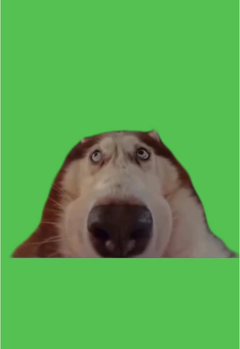 Puzzled Husky Meme Green Screen #dogmemes #greenscreen #funnydogs #husky #memes 