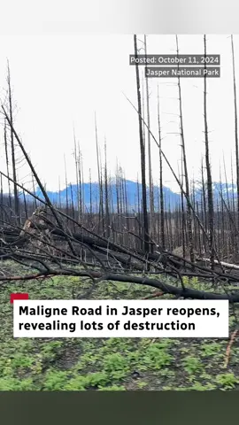 Maligne Road, which provides vehicle access to the famed Maligne Lake, is open again. The CBC's Acton Clarkin was there on a media tour of the area. #Alberta #Jasper #jaspernationalpark #malignelake #wildfire 