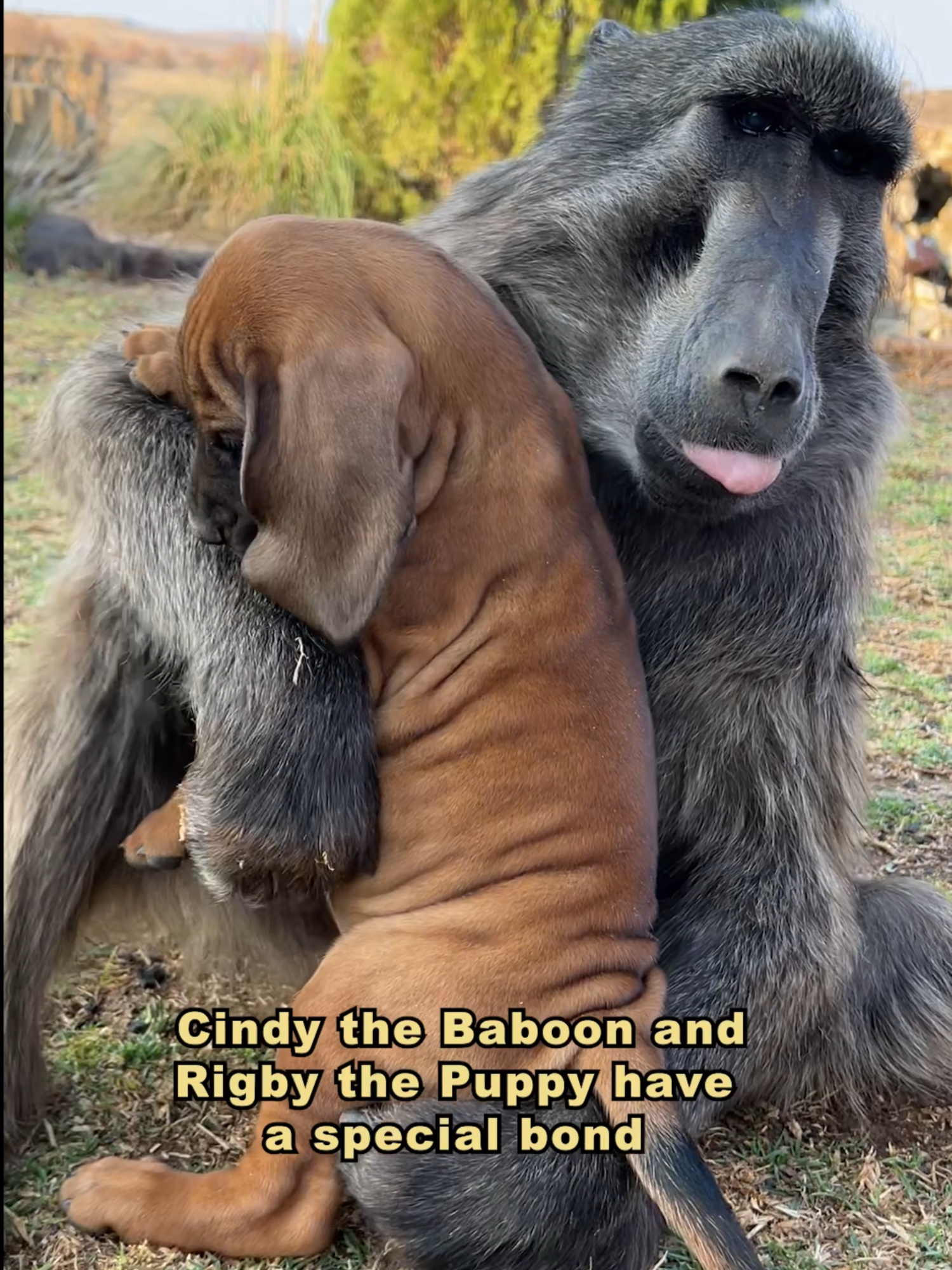 Cindy the Baboon and Rigby the Puppy have a special bond 🥰 #puppy #baboon #animals #cuteanimals #wildlife