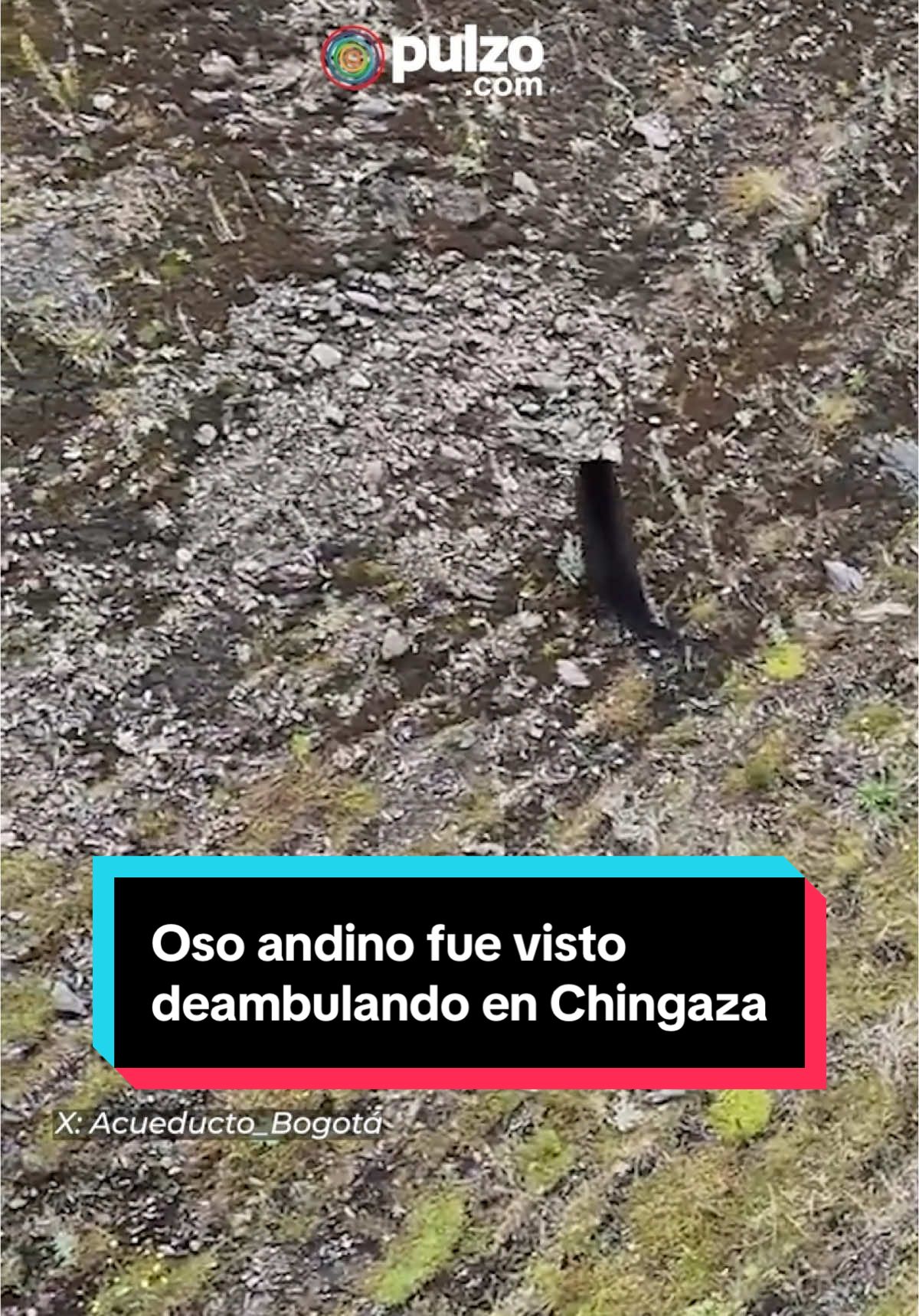 🐻😓Un oso andino fue visto deambulando en un sector del sistema Chingaza, donde antes había agua. Esta situación evidencia la crisis hídrica que afronta este ecosistema y del que no solo dependemos nosotros, sino también ellos. #chingaza #bogota #osoandino #fyp 