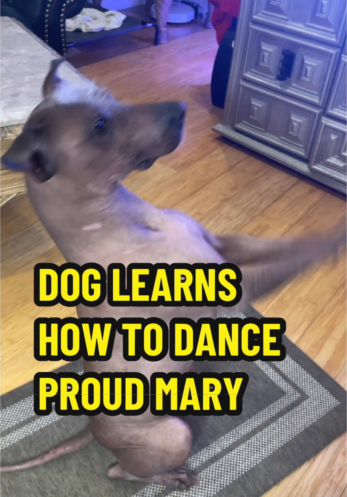 My Hairless Dog Learned How To Dance “ PROUD MARY”Watch the End  #tinaturner #dogwatchingtv #dogdancing #dogfromcoco #hairlessdog #rollingontheriver #dog #dogsoftiktok #cocodog #dantedog #disneydog #cutedog 