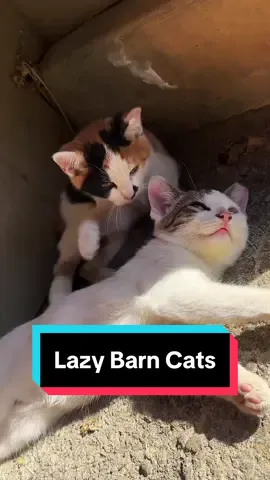 Minimal Productivity😅🐈‍⬛ #barncats #barnkittens 