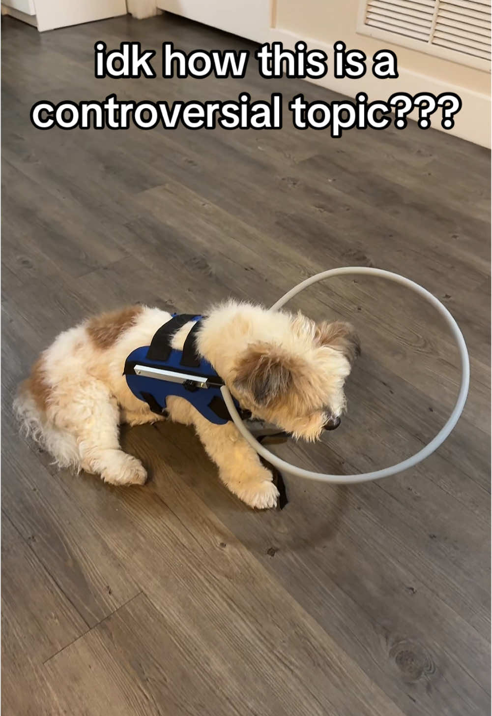 you guysss we cant win 😭😭 #blinddog 