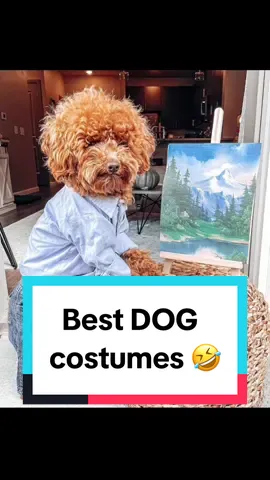 Look at all these good boys 🥹❤️ throwback to my top 10 dog costumes from halloween 2023#halloween #dogs #dogsoftiktok #halloweencostume  #foryourpage #wholesome #goodboy #goodnews 