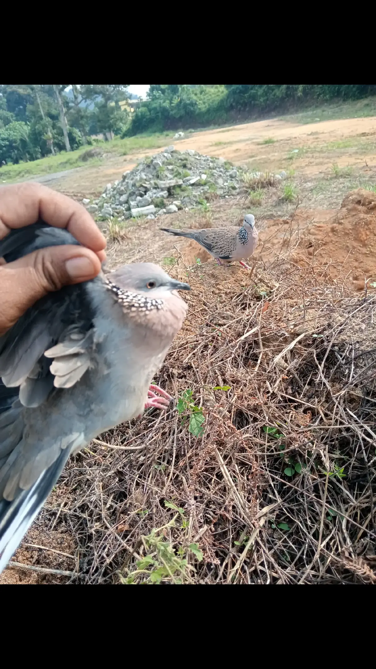 burung ni LA buat racik jadi tapay