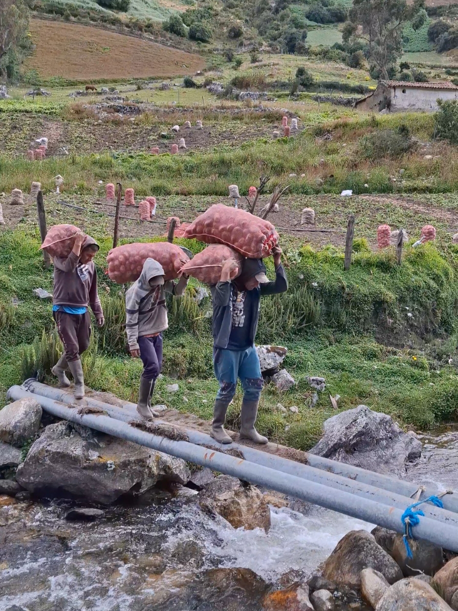 🥔Cosecha de papas buenas en el Pedregal de Mucuchies,  Edo-Merida 🇻🇪  Personas templadas que se  levantan todos los días a darle duro en el campo para producir el alimento para todos los rincones de venezuela. Agradecido por poder disfrutar de estos pasiajes y conocer personas de trabajo. @leogarcia158 . . . #merida #meridave #páramo #mucuchies #Venezuela #sierranevada #agricultura #agro #farm #papas #cosechas #Cosecha 