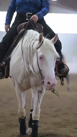 big stepper 🤩  #Horses #Equestrian #HorseLife #HorseLovers #HorsesOfTikTok #HorseRiding #Equine #AQHA #WildHorses #BarnLife #ForYou #ForYouPage #Indana #GoodLife #Western #Reining #ReiningHorse #Whoa #NRHA #WhiteHorse #Cremello #BlueEyes #SlidingStop #Ride #BobsCustomSaddles #LakeSideArena #DirtWave 