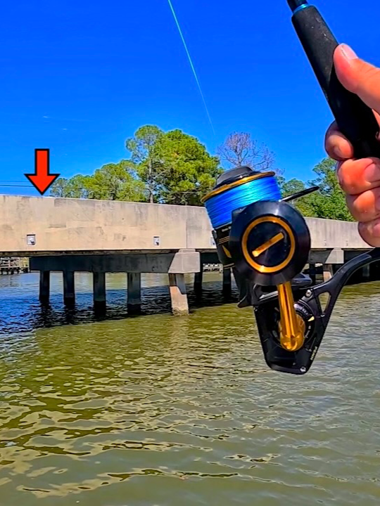 This was the Bridge Fish I Wanted! #fishing #saltwaterfishing #boatfishing #fishinglife #saltwater #boat #saltlife #livebait #inshorefishing